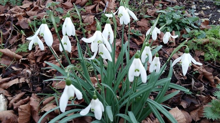 snowdrops.jpg