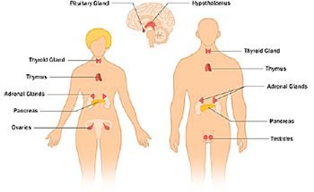 350x215_what_is_the_endocrine_system_ref_guide.jpg