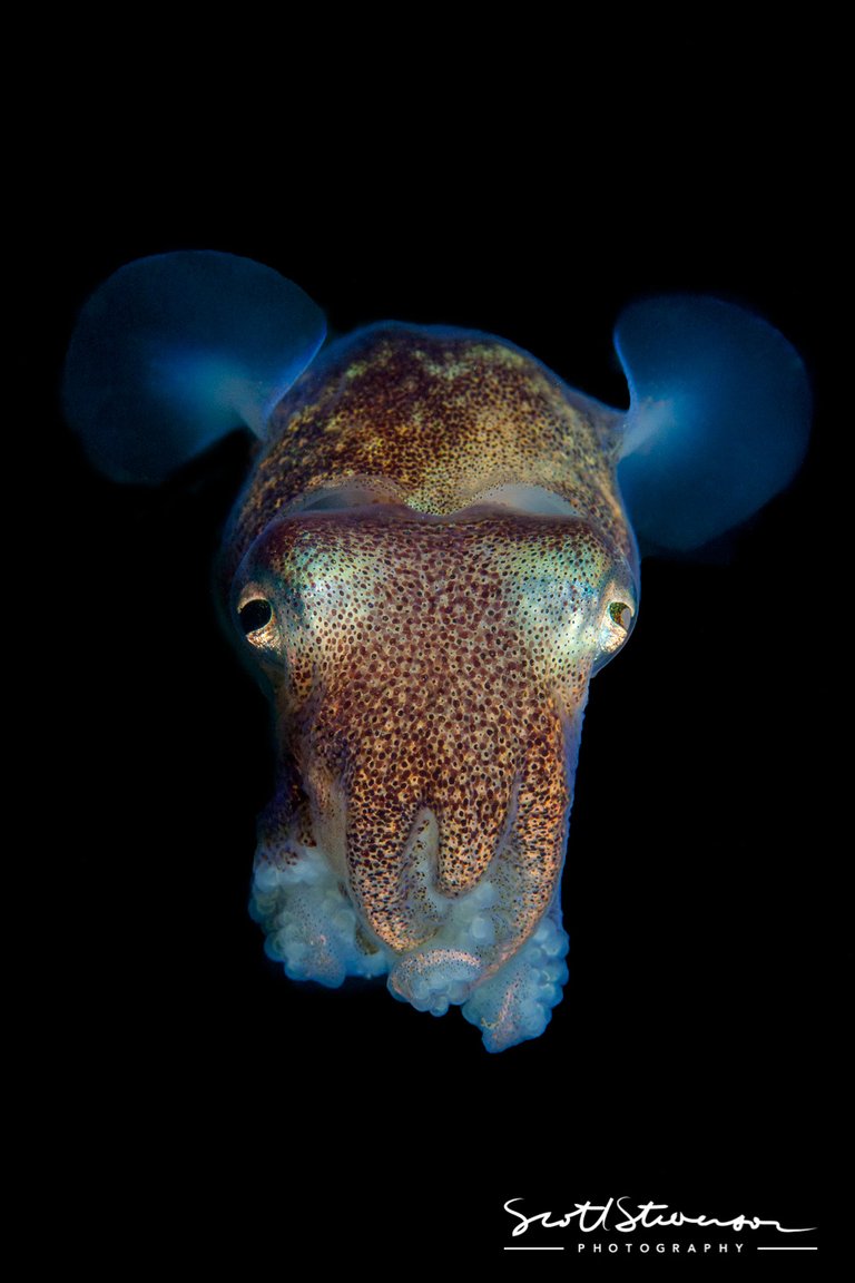 Stubby Squid-1.jpg