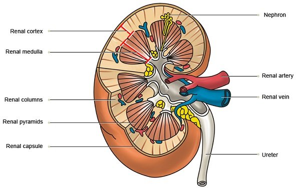 kidney.jpg