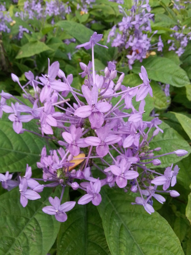 purple flower2.jpg