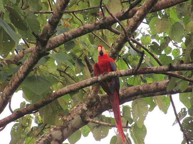 1.1418922196.scarlet-macaw.jpg