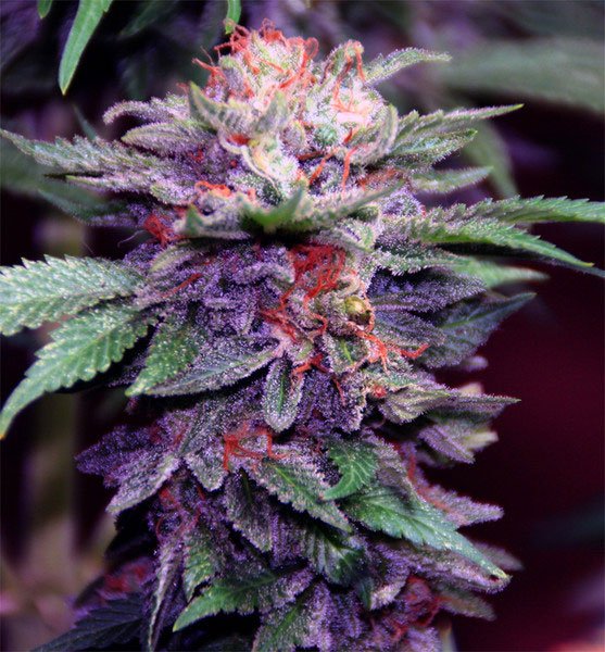 Dr_Green_Seeds__auto_purple_haze.jpg