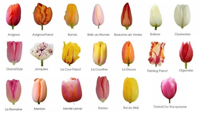 French Tulips.jpg