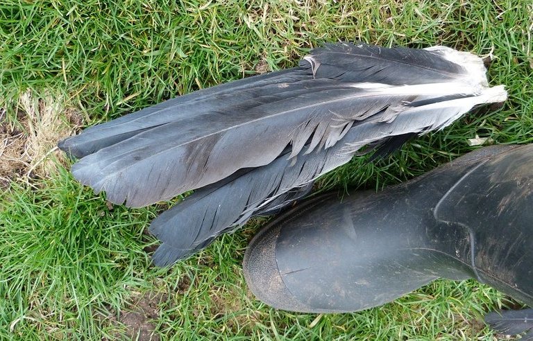 heron feathers.jpg