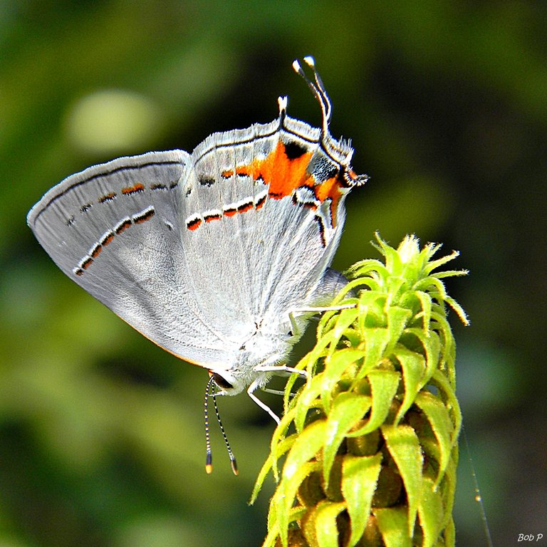 Gray_Hairstreak_(One_more_time...)_(6222138633).jpg