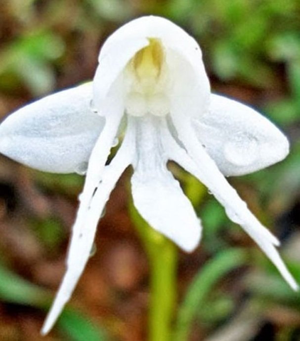 plus-poetique-la-fleur-habenaria-grandifloriformis-a-decide-de-ressembler-a-un-ange-aile_67477_w620.jpg