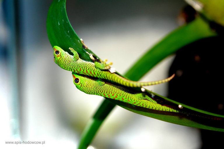 Phelsuma madagascariensis.jpg