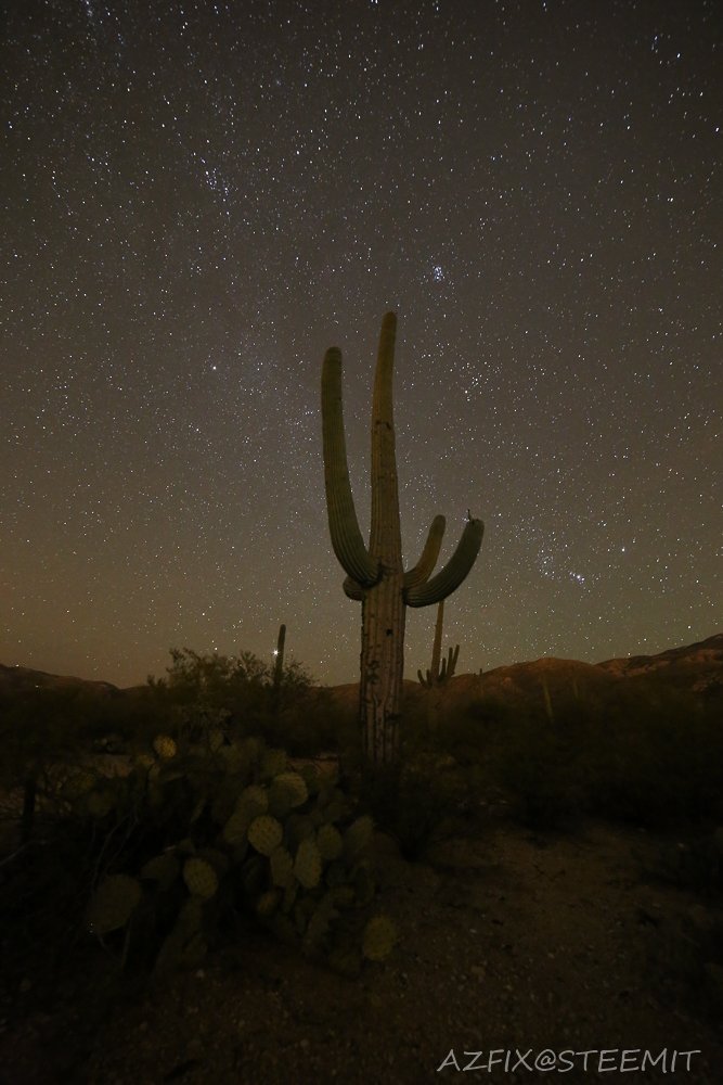 Cactus Walk-2 - Original.jpg