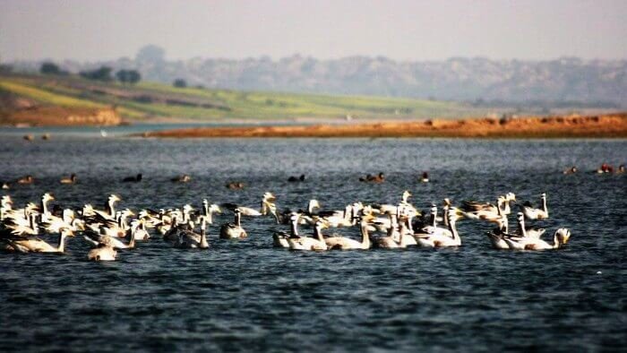Swans-in-the-Chambal-river-wildlife-sanctuary.jpg