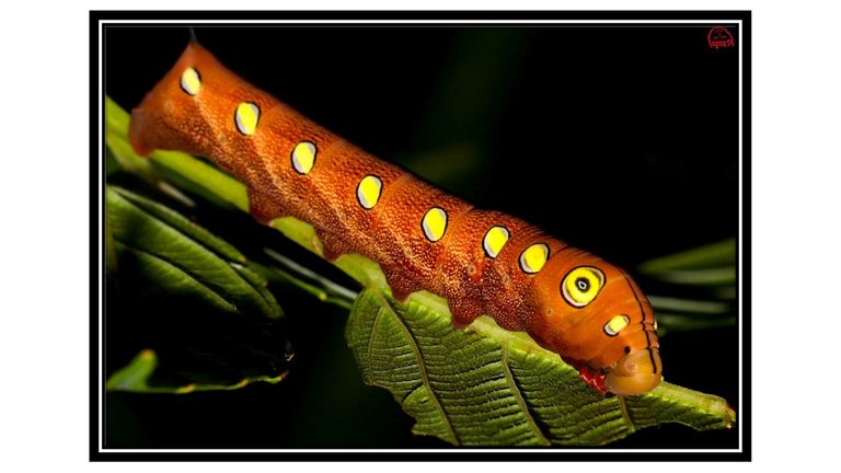 Hawk Moth Caterpillar.jpg