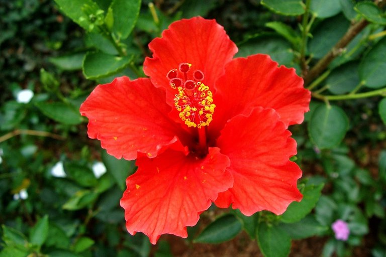 hibiscus-199391_960_720.jpg