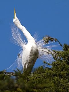 Great_Egret_(Ardea_alba)_great-egret-8243-web_(324180866).jpg