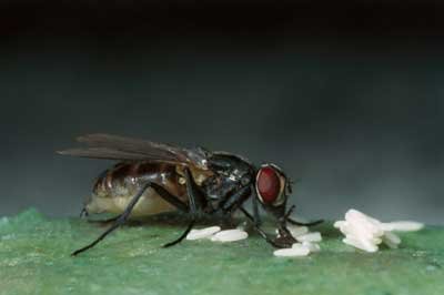 housefly-9.jpg