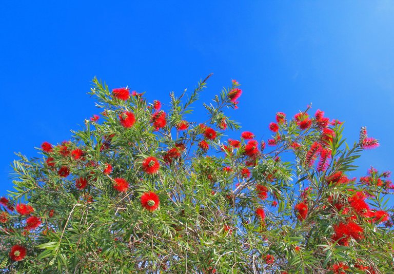 Callistemon citrynus