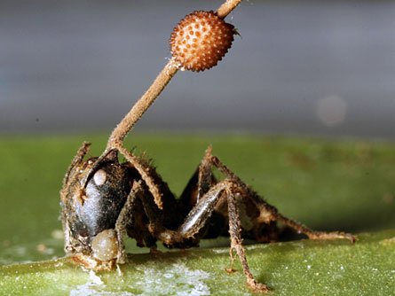 Ophiocordyceps+unilateralis+is+an+entomopathogenic+fungus+predominantly+found+in+tropical+_a389b9dcbe0fe87d78f4beb98e5134b6.jpg