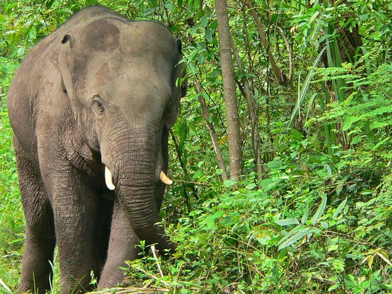 Asian_Elephant_(Elephas_maximus)_(6963643892).jpg