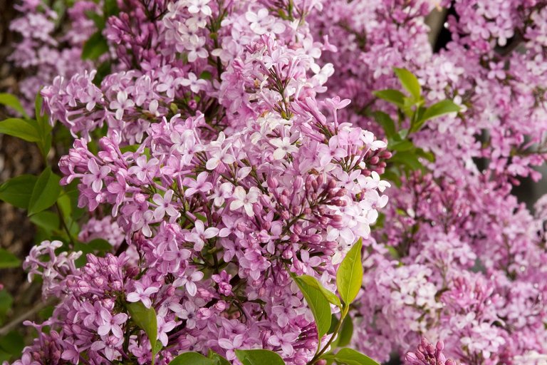 Chinese lilac.jpg