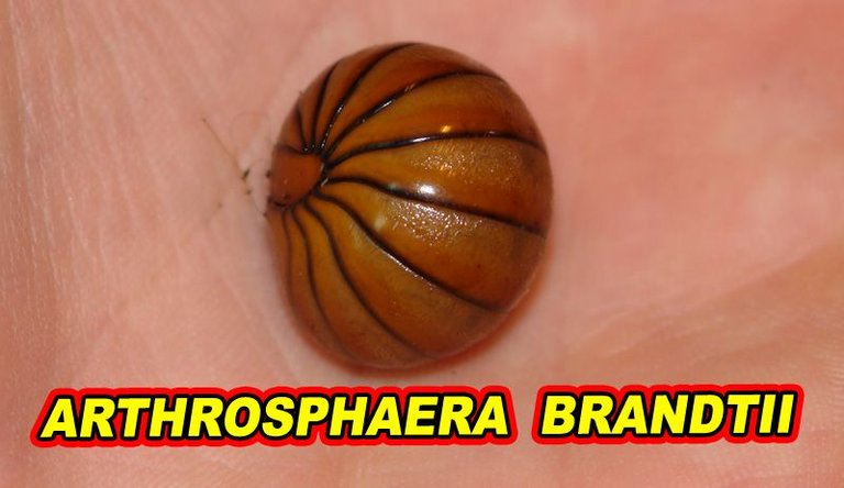 Arthrosphaera  brandtii.jpg