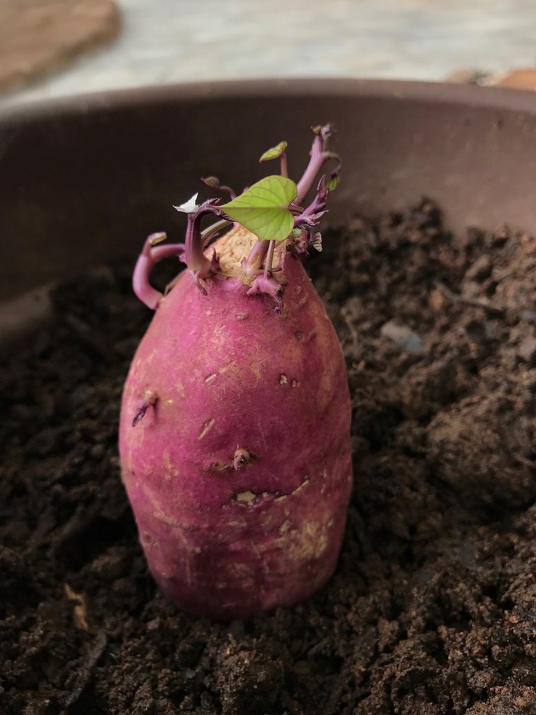 sweetpotato.jpg