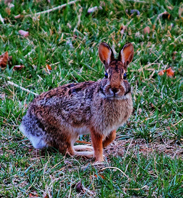 ANIMAL04232018.jpg