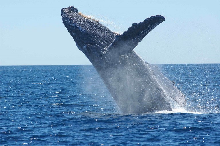 humpback-whale-1945416_1280.jpg