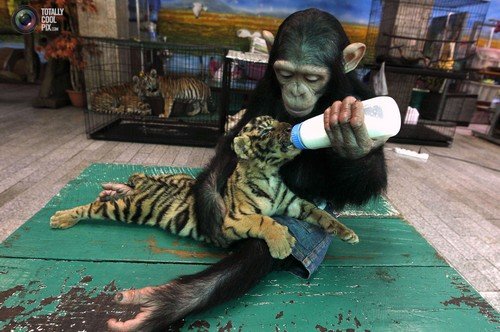 Two-year-old-chimpanzee-Do-Do-bottle-feeds-milk-to-Aorn.jpg