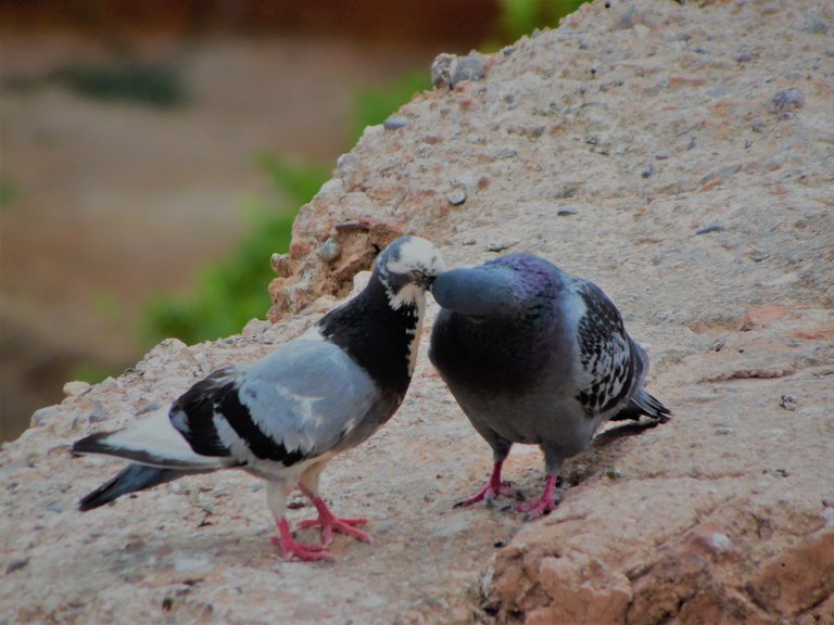 Birds kissing.jpg