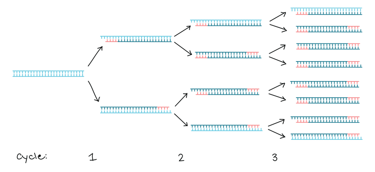 First 3 cycles of PCR.png