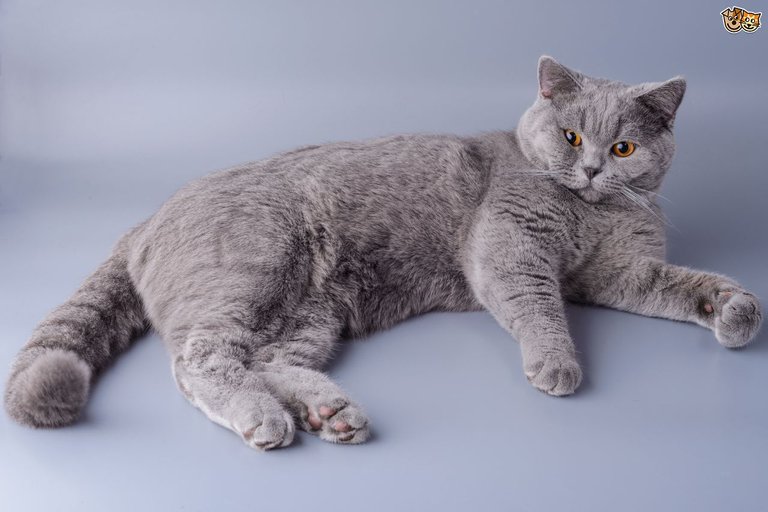 is-the-british-shorthair-cat-britains-most-popular-pedigree-58d3e0d540dda.jpg