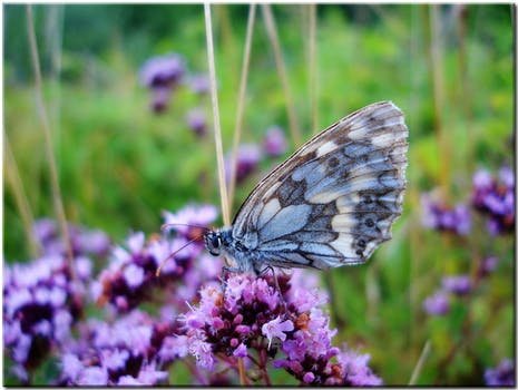 meadow-butterfly-close-nature-69780.jpeg