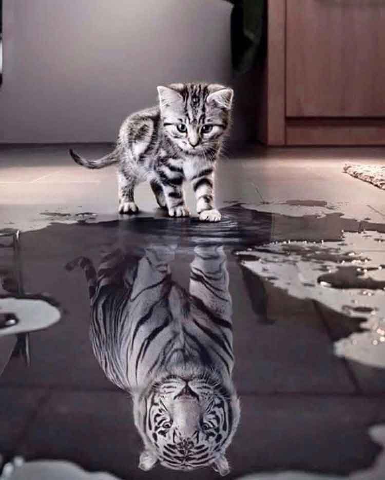 gatto-riflesso.jpg