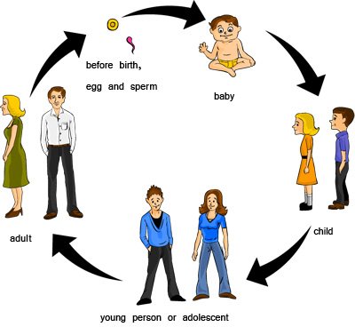 lifecycle-of-human-chart.jpg