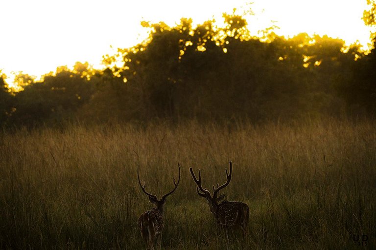 deer sunset.jpg