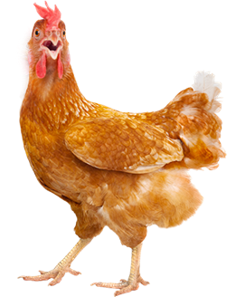 hen.png