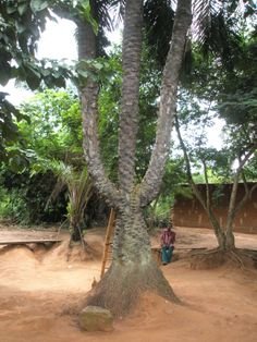 tree3.jpg