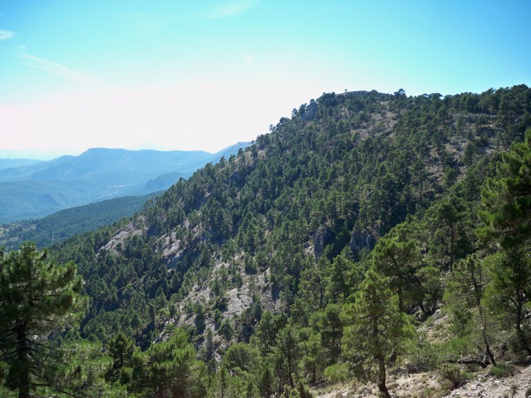 Monte_de_pinos_en_Molinicos_(Albacete).JPG