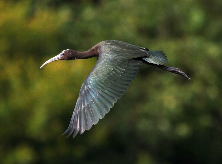 glossy-ibis-july-12-morning-flight-01.jpg