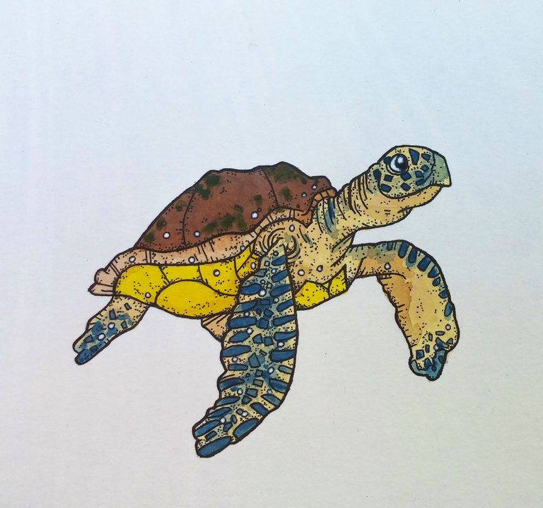 final turtle3.jpg