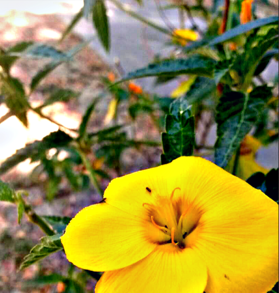 flor.png