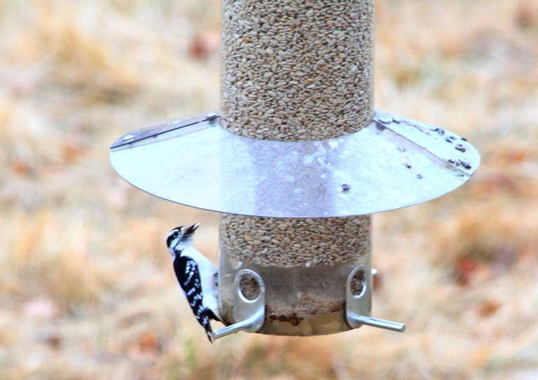 downy woodpecker PFW19-15sat.JPG