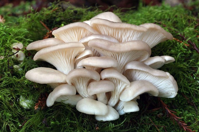 Pleurotus_ostreatus(fs-03).jpg