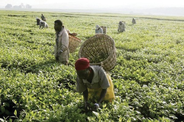 Nigerian-Farmers1.jpg