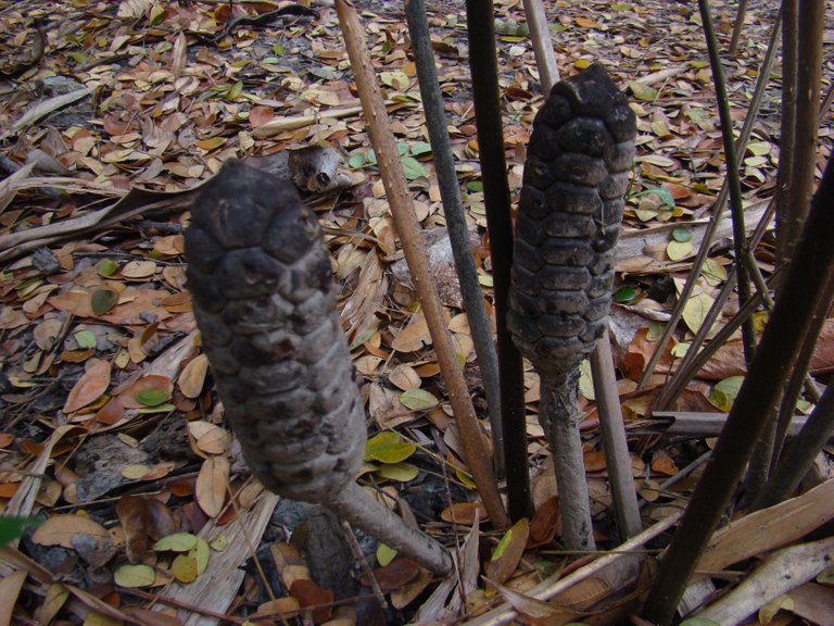 ZAMIA MURICATA femenina.jpg