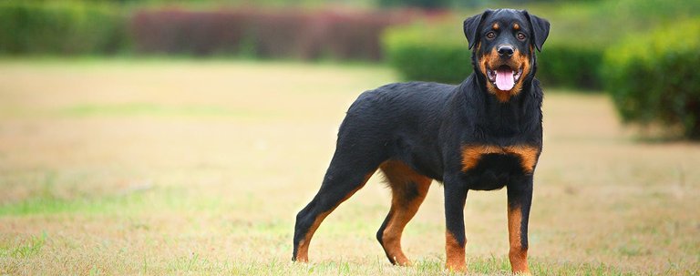 rottweiler.jpg