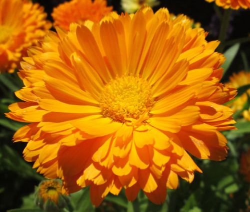 Calendula_Pot_Marigold_Calendula_Officinalis_Seeds.jpg