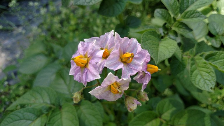 Potato flower 1.jpg