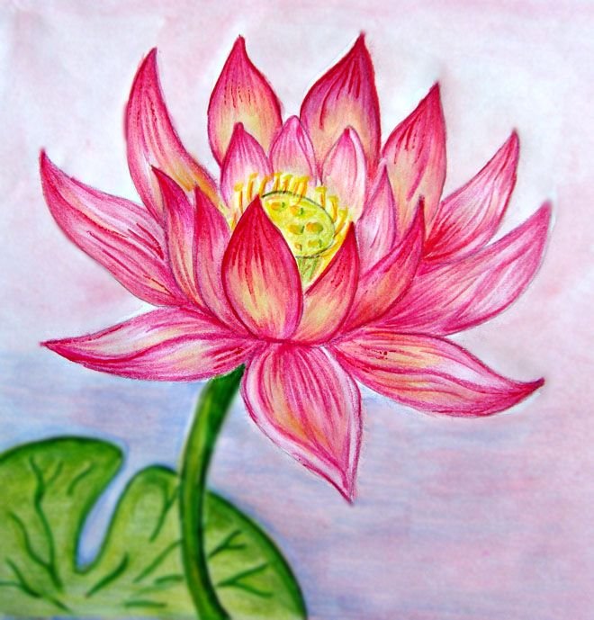 9a457427260d1a54127dad74cf5a4aae--lotus-flower-drawings-color-pencil-drawings.jpg