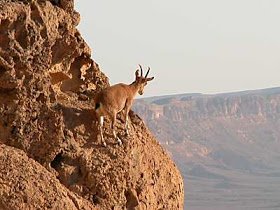 Ibex+on+cliff+in+Machtesh+Ramon%2C+tb+q110802.jpg