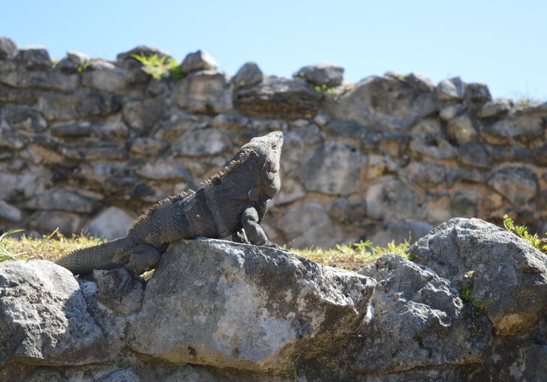 104775853616 - king of the lizards spiny tailed iguana at tulum.jpg